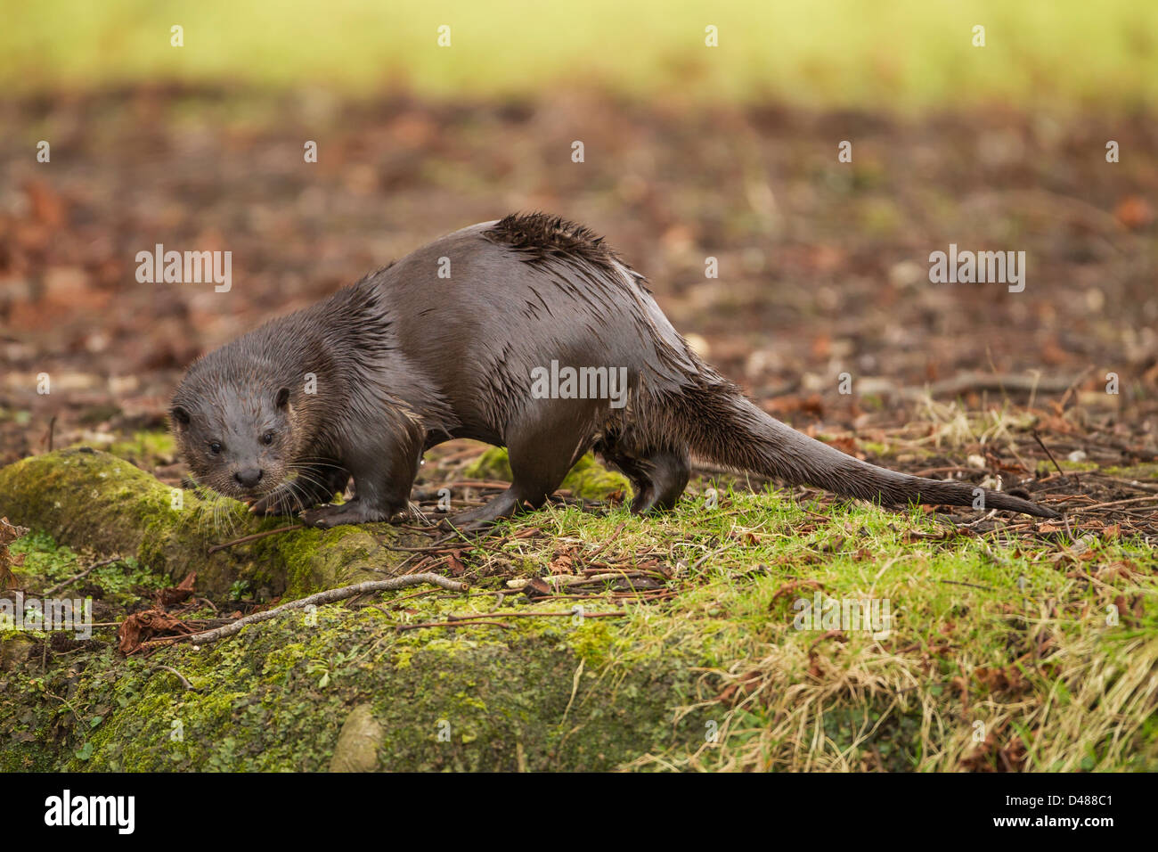 Fischotter (Lutra Lutra) Jagd an einem Flussufer im Vereinigten Königreich Stockfoto