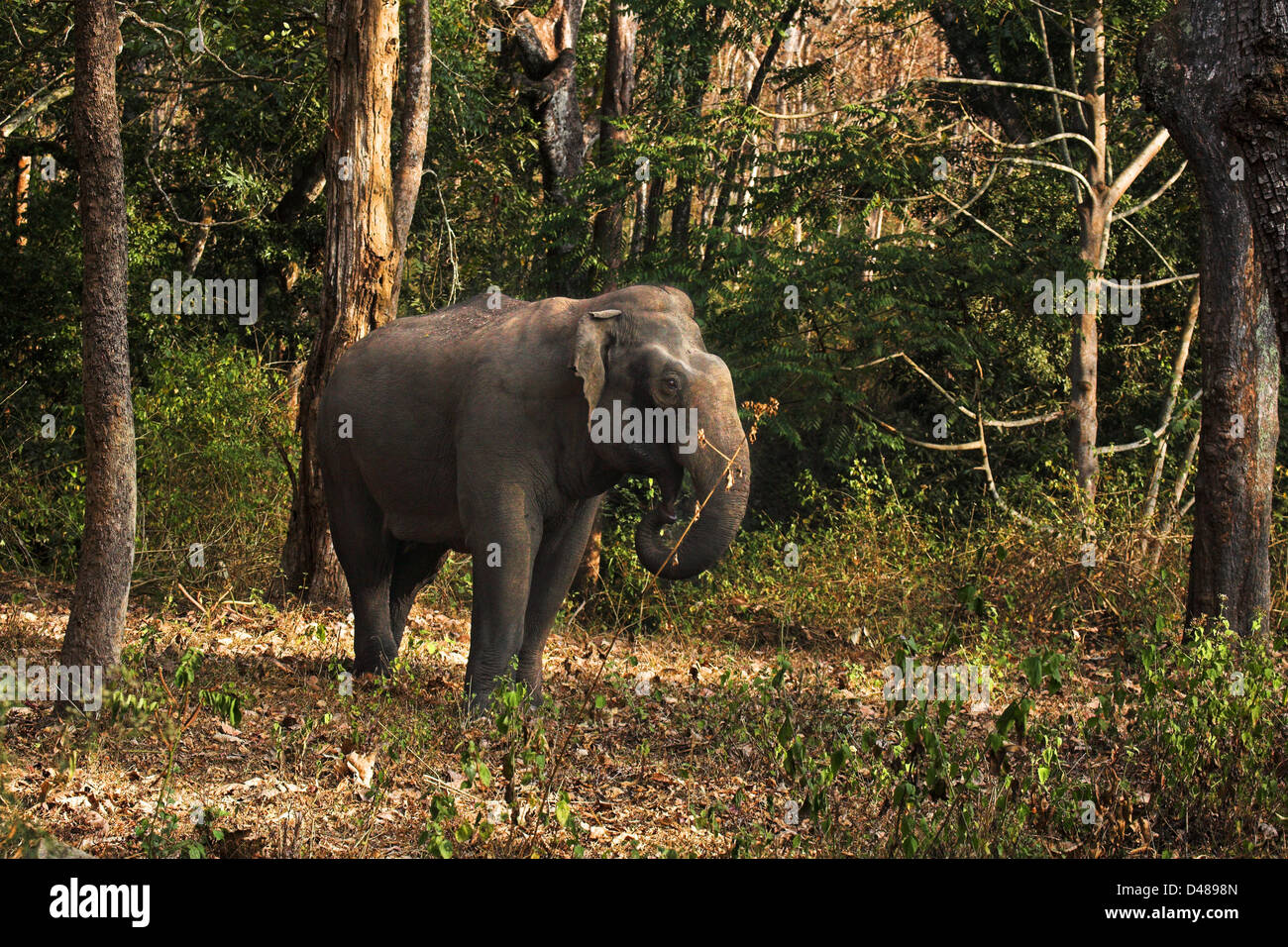 Muthanga Wildlife Sanctuary Stockfoto