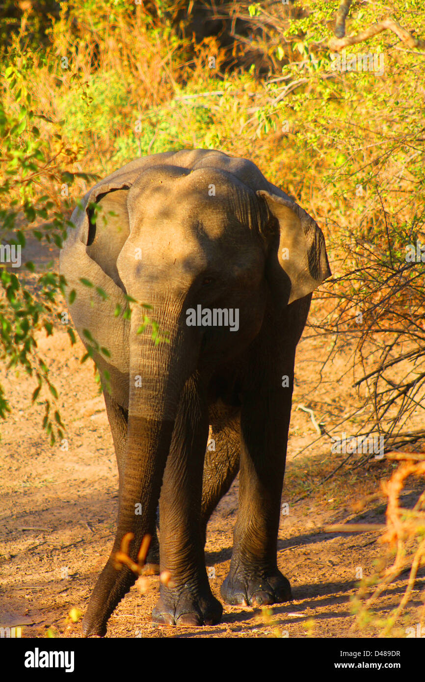 Elefant in Yala Nationalpark in Sri Lanka Stockfoto