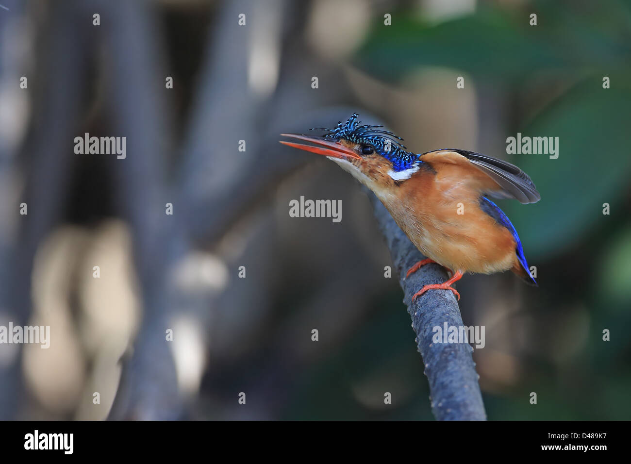 Malachit-Eisvogel (Alcedo Cristata) Stockfoto