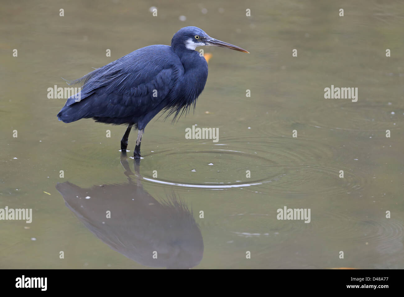 Western Reef Silberreiher (Egretta Gularis) Stockfoto