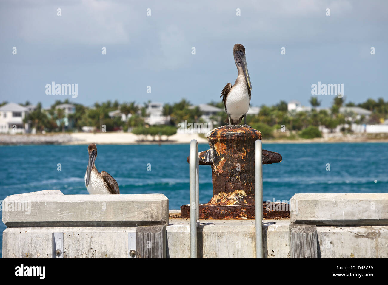 Braune Pelikane an ein Dock-Klampe Stockfoto