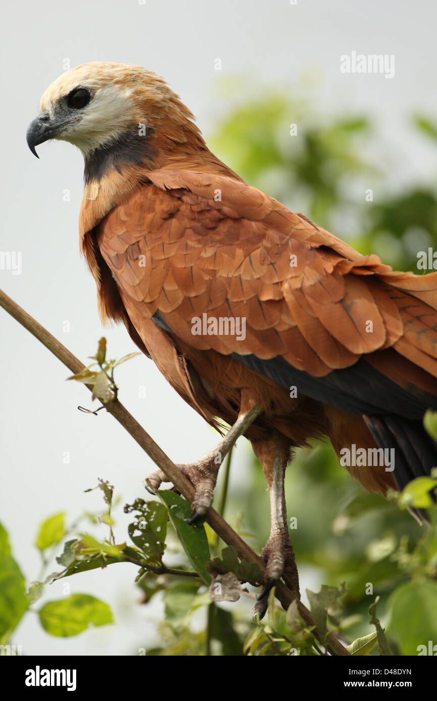 Schwarz-Kragen Hawk Stockfoto