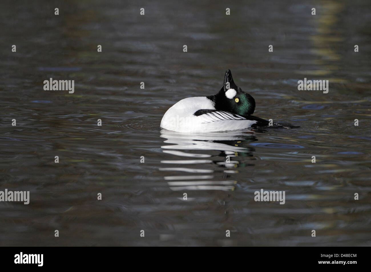 GoldenEye (Bucephala Clangula) männlichen während anzeigen (Gefangener Vogel) UK Februar 4278 Stockfoto