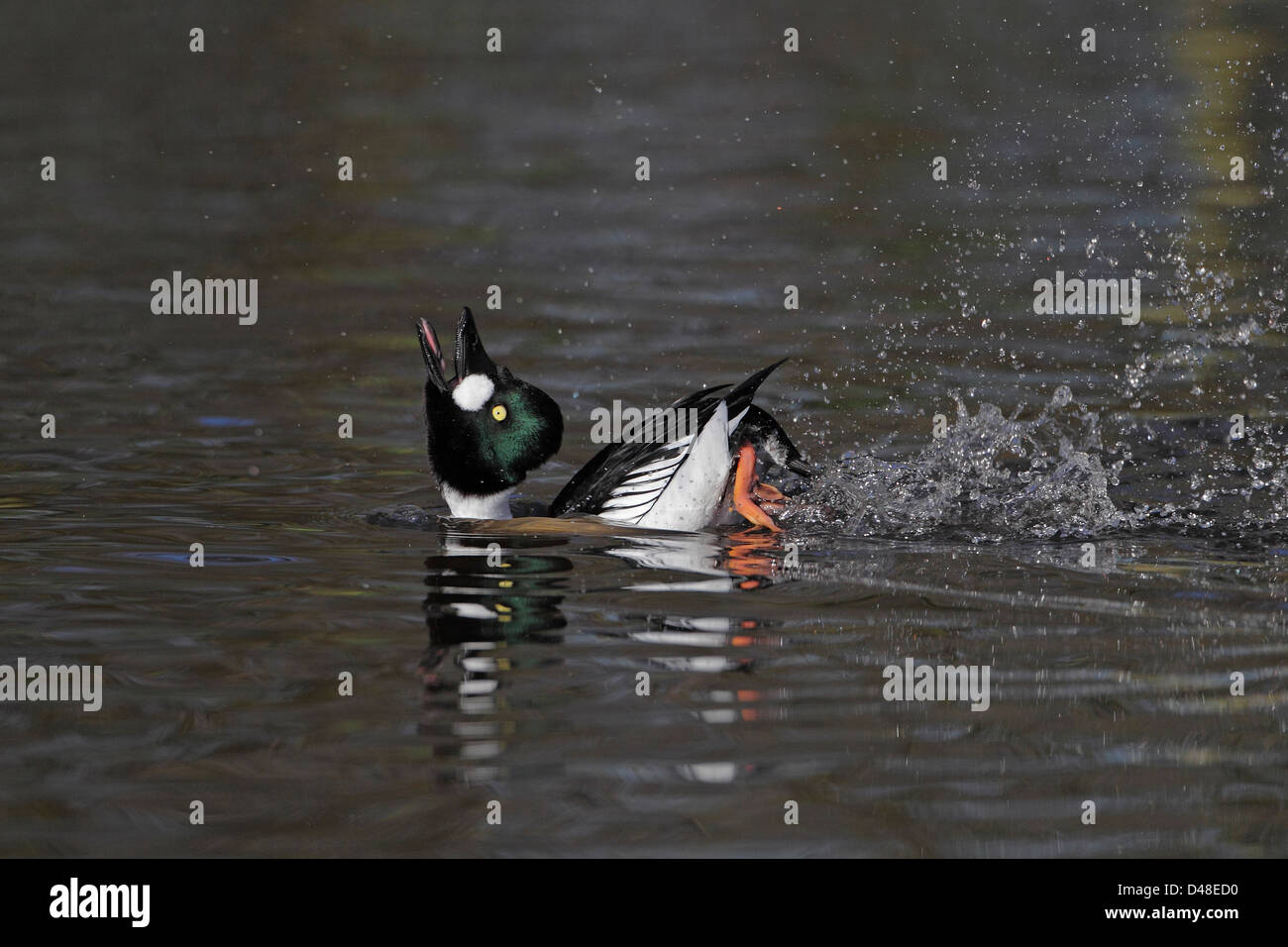 GoldenEye (Bucephala Clangula) männlich treten Wasser während Display (Gefangener Vogel) UK Februar 4282 Stockfoto