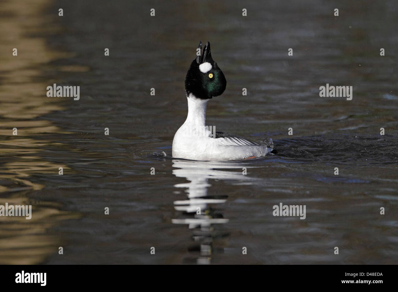GoldenEye (Bucephala Clangula) männlichen am Ende der Anzeige (Gefangener Vogel) UK Februar 4286 Stockfoto