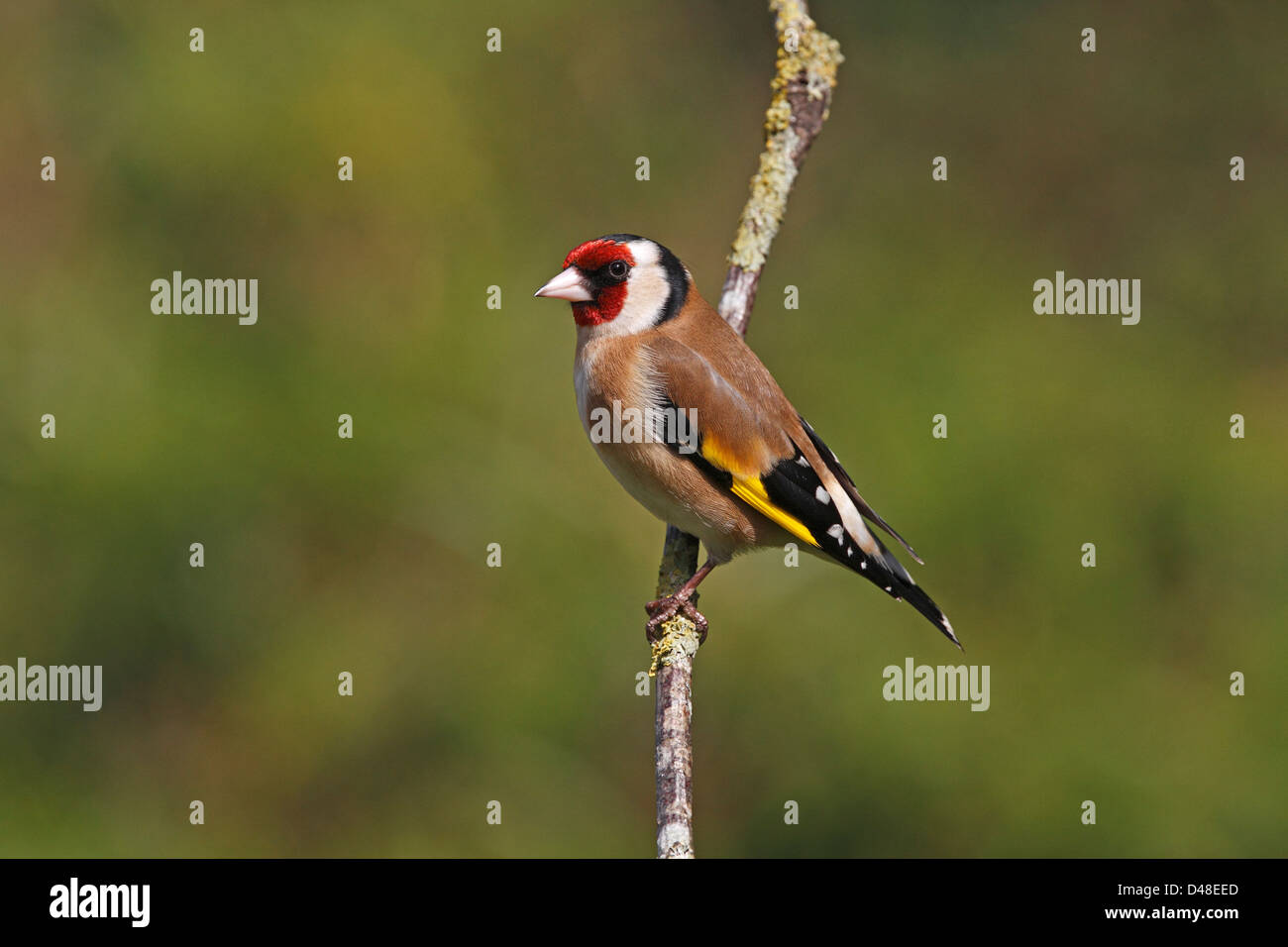 Stieglitz (Zuchtjahr Zuchtjahr) Cheshire UK März 3255 Stockfoto