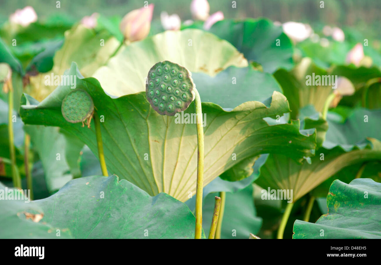 Lotus-Samen Stockfoto