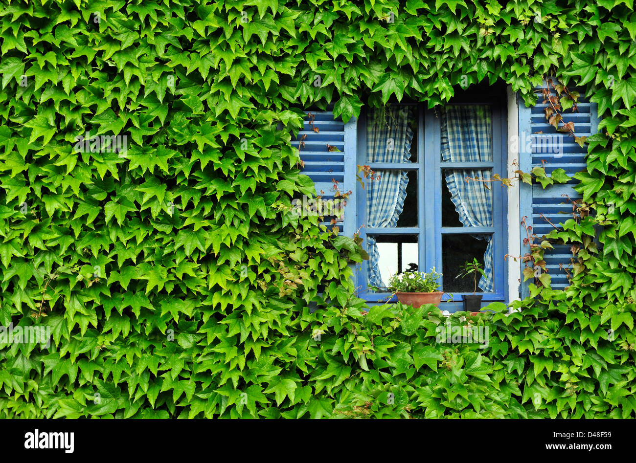 Blauen Fensterläden Fenster spähen aus grünen Hedera (Efeu), Giverny, Normandie, Frankreich. Stockfoto