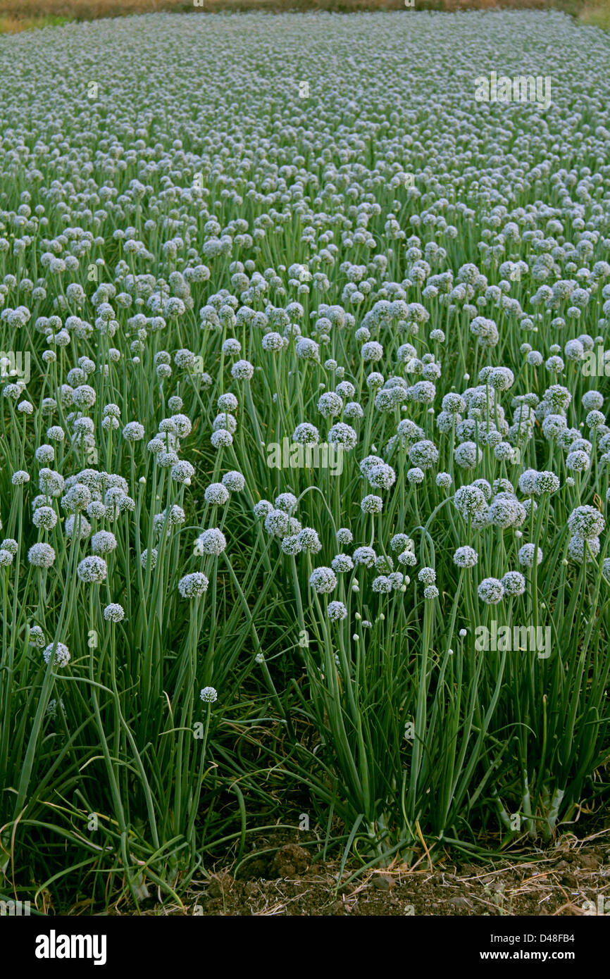Blumen der Zwiebel, Allium Cepa, Indien Stockfoto