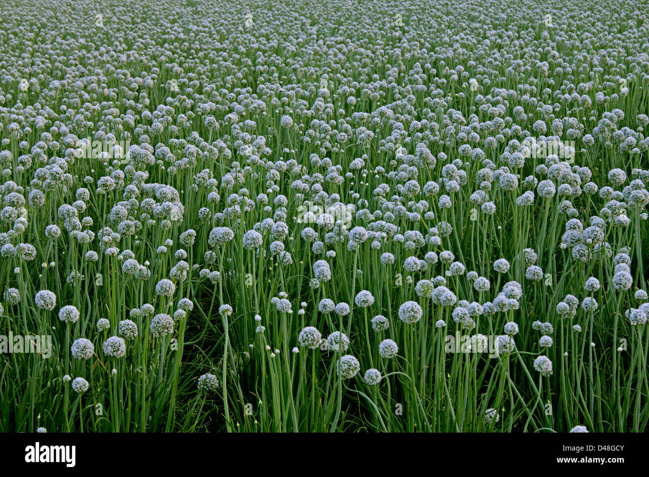 Blumen der Zwiebel, Allium Cepa, Indien Stockfoto