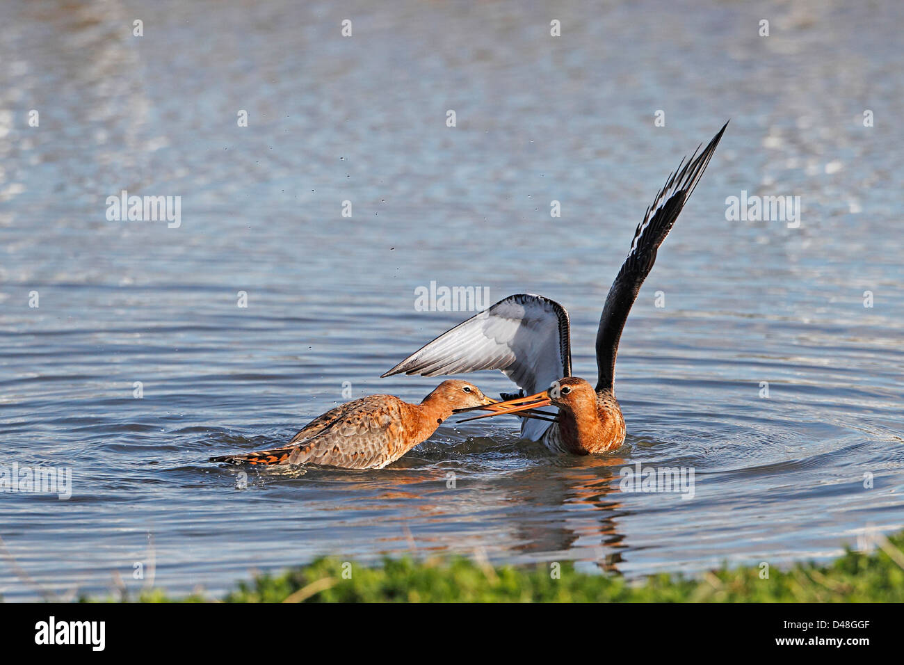 Uferschnepfen (Limosa Limosa) Streit um Fütterung Gebiet im Sommer Gefieder Lancashire UK April 8129 Stockfoto