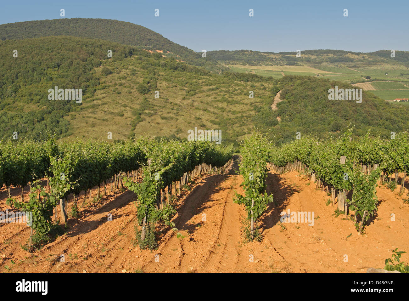 Weinberge in der Nähe von das Dorf Mad, Zemplén Berge Nord-östlichen Ungarn. Tokajer Wein Region. Stockfoto