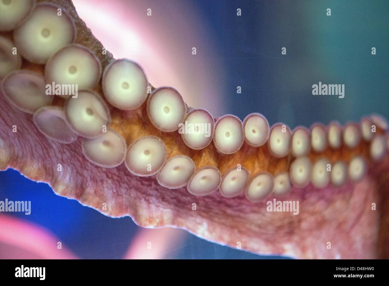 Hannover, Deutschland. 6. März 2013. Ansicht von Saugnäpfen eine pazifische Riesenkrake (Enteroctopus Dofleini) im Sea Life Aquarium in Hannover. Foto: Lucas Schulze/Dpa/Alamy Live News Stockfoto