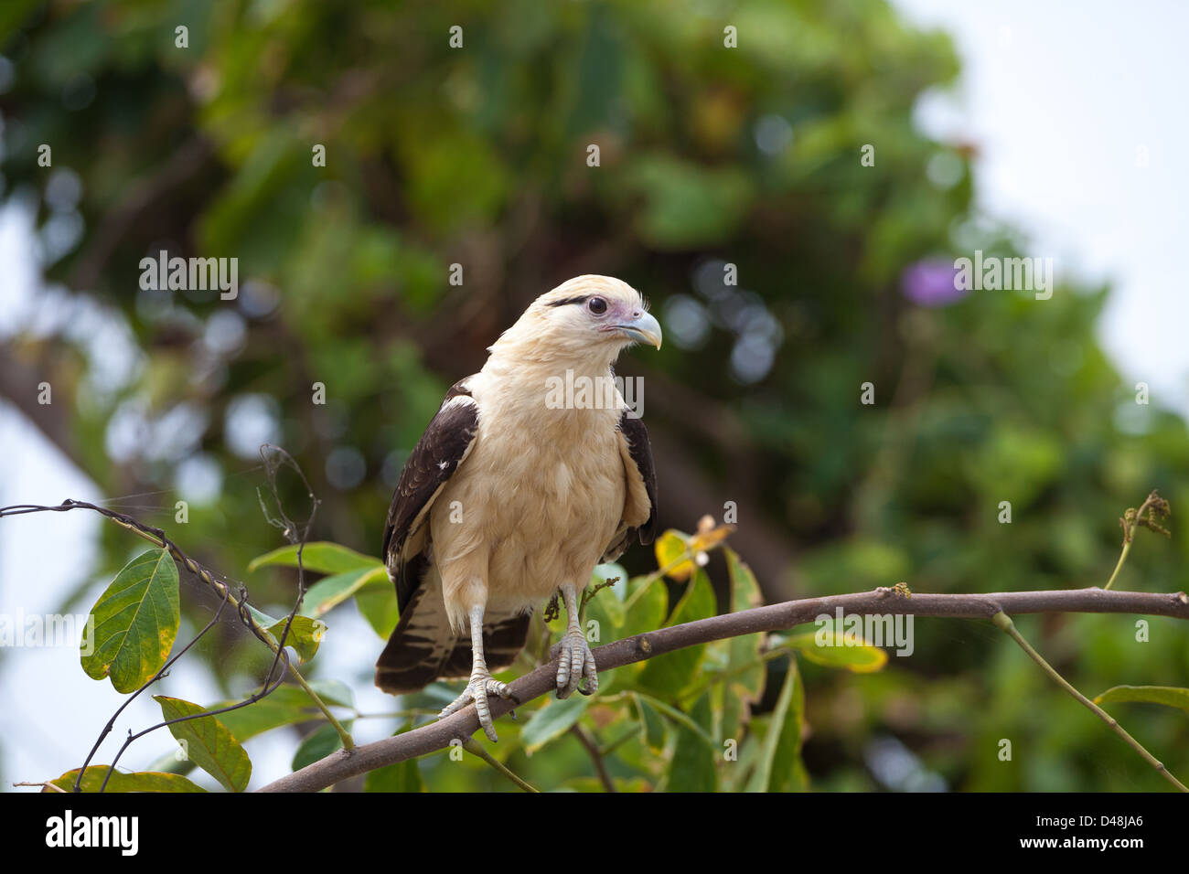 Gelbköpfiger Caracara, Milvago Chimachima, am Seeufer des Lago Gatun, Republik Panama, Mittelamerika. Stockfoto