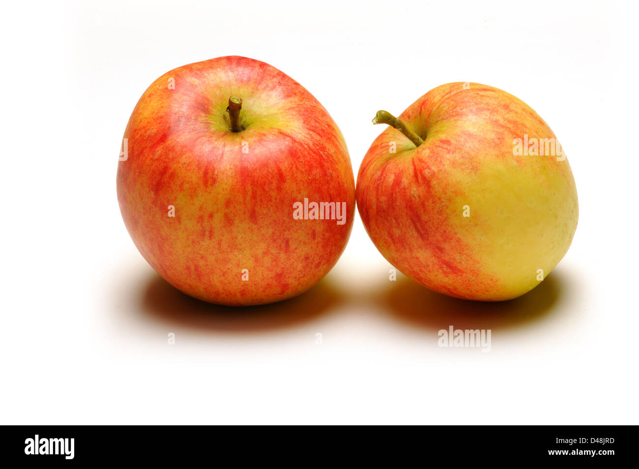 Zwei Reife Bio Laxton Superb Äpfel Stockfoto