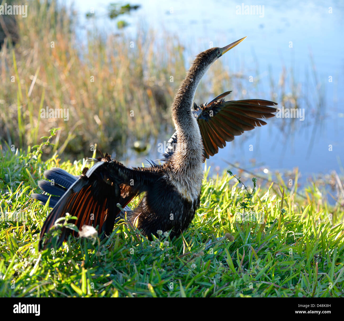 Amerikanische Anhinga Vogel auf dem Rasen Stockfoto