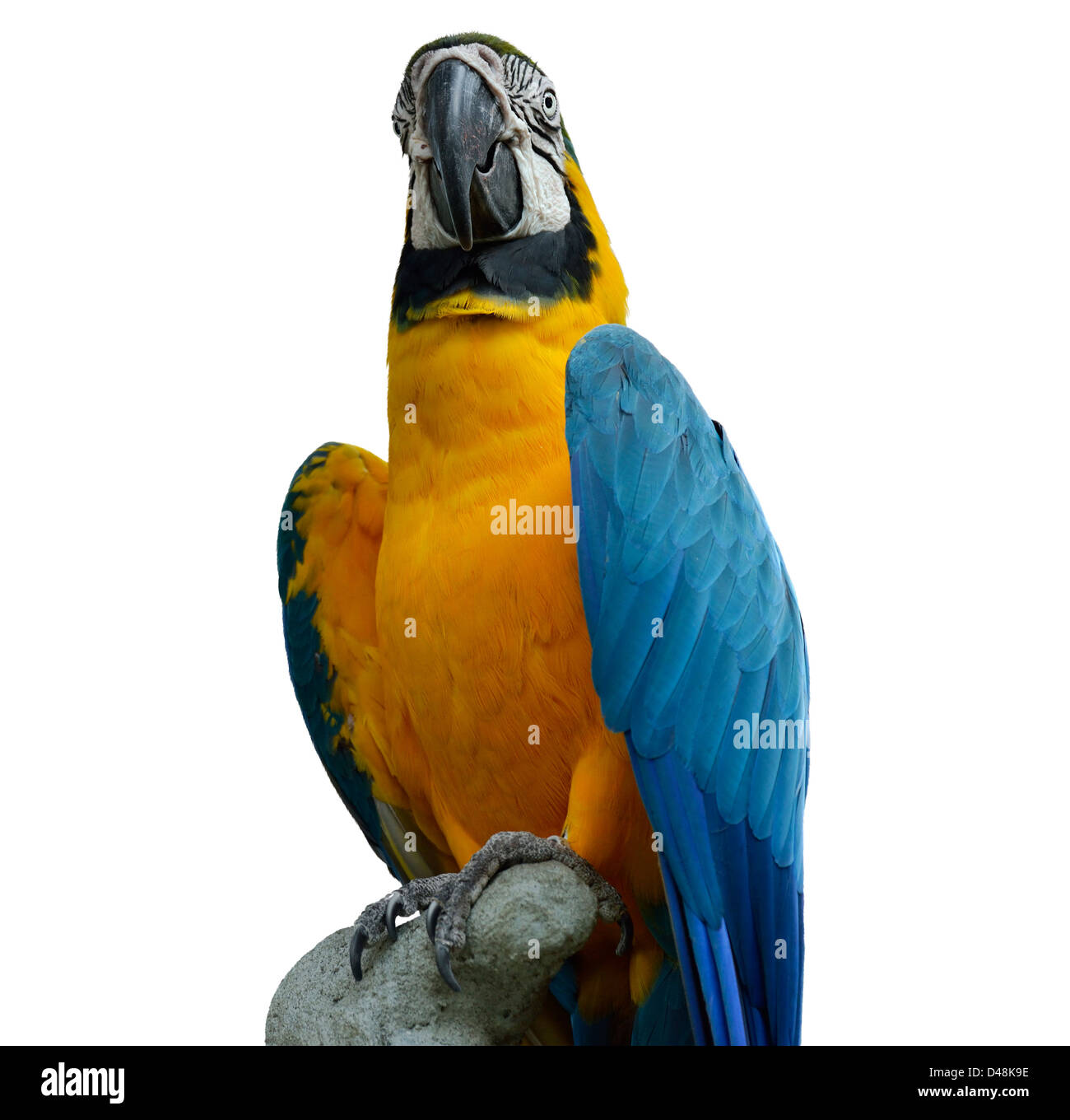 Bunte blaue Papagei Ara auf weißem Hintergrund Stockfoto