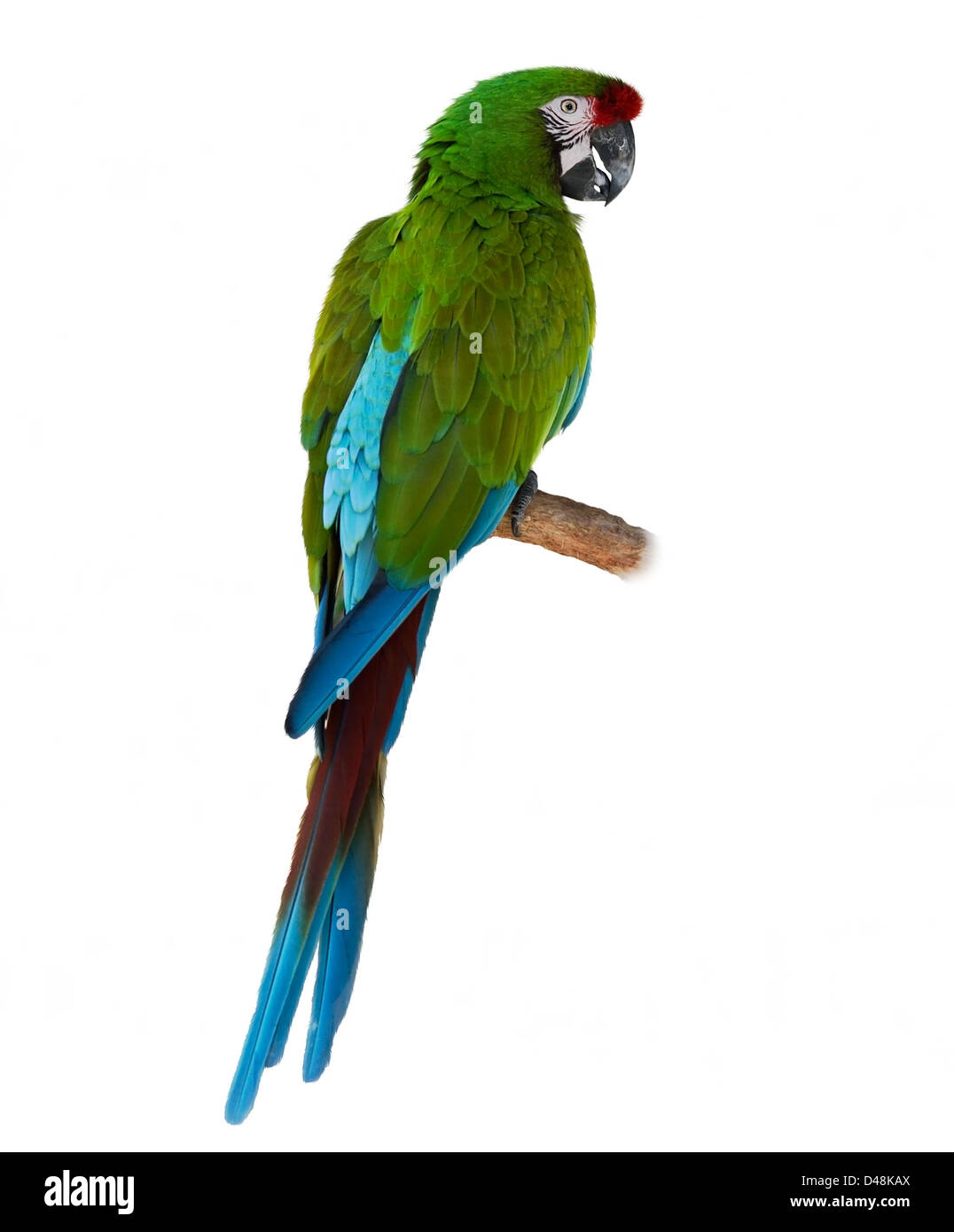 Bunte grüne Papagei Ara auf weißem Hintergrund Stockfoto