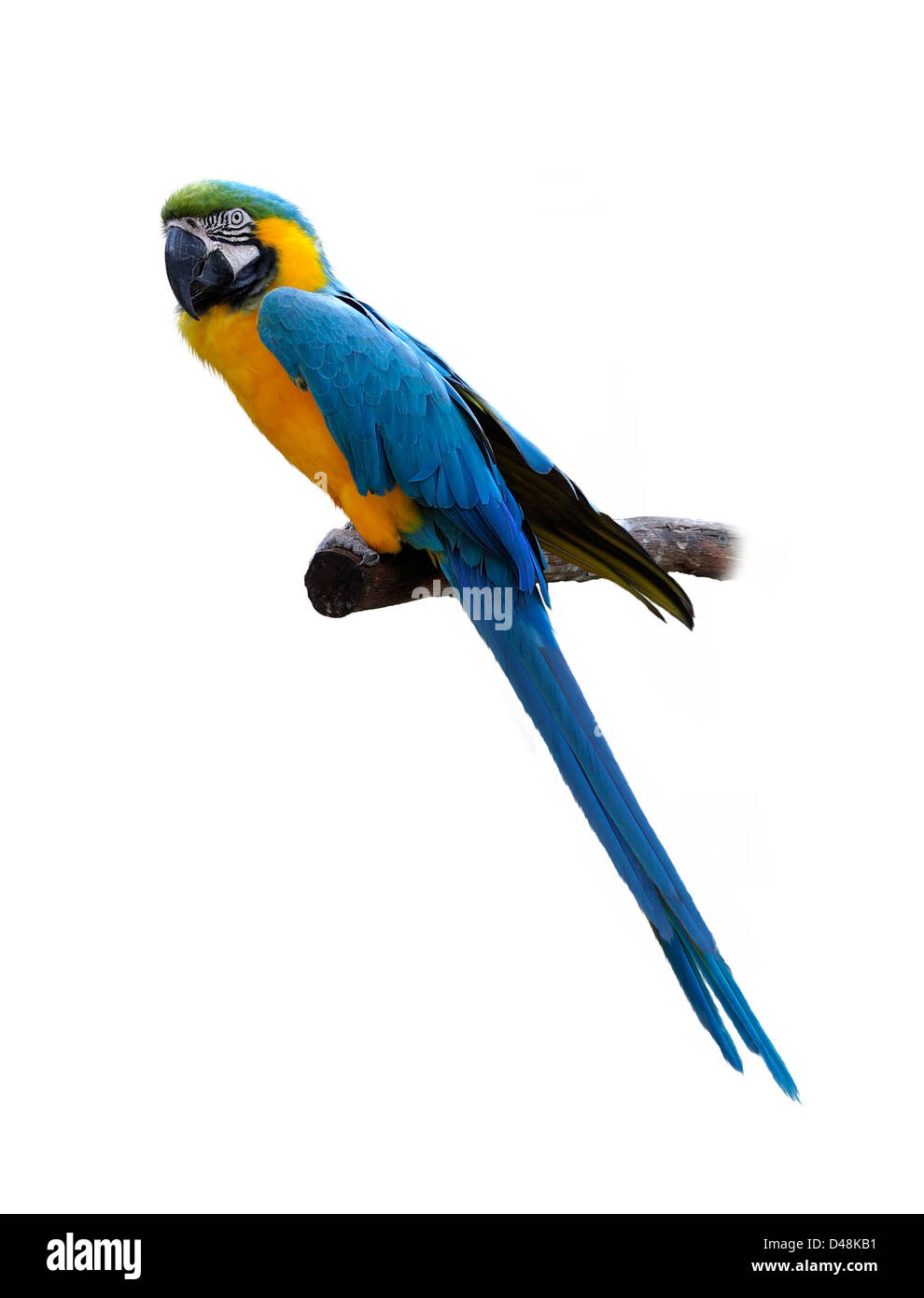 Bunten blauen und gelben Papagei Ara auf weißem Hintergrund Stockfoto