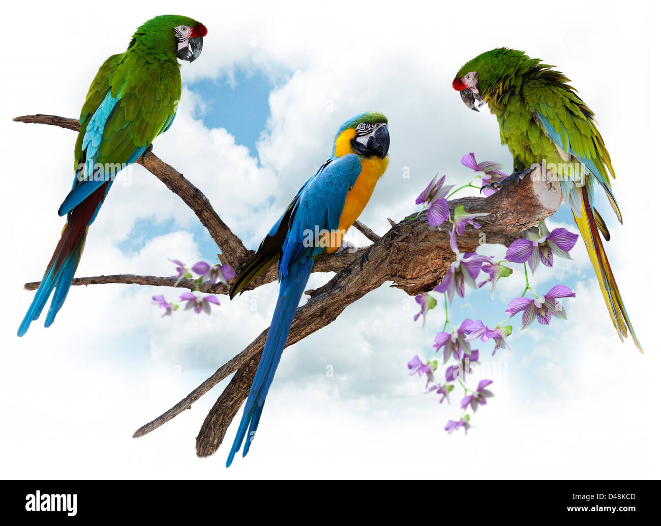 Bunte Ara Papageien hocken auf einem großen Ast Stockfoto