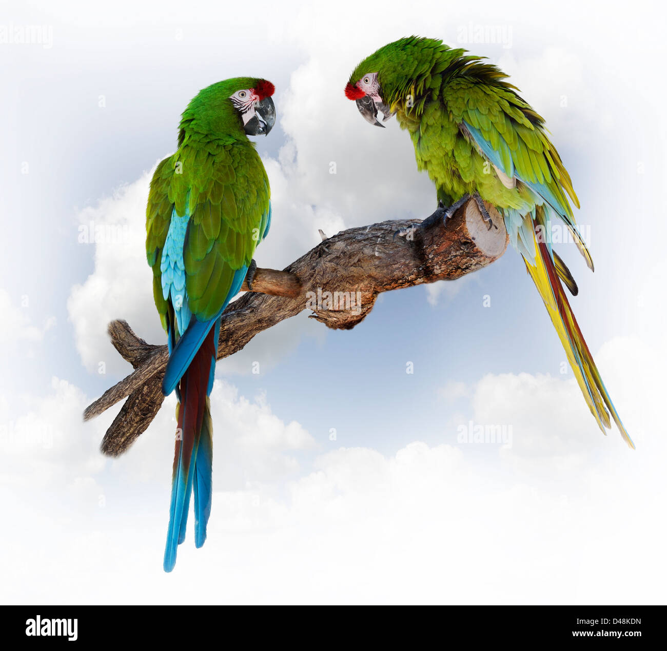 Bunte grüne Papagei Ara auf einem Ast Stockfoto