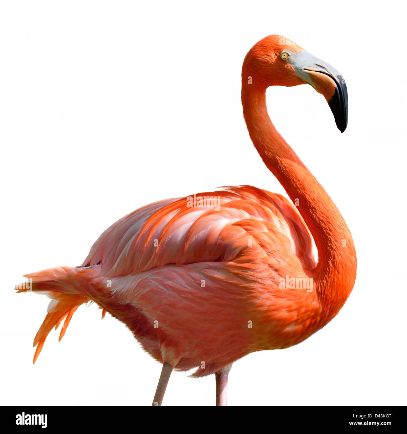 Rosa Flamingo auf weißem Hintergrund Stockfoto