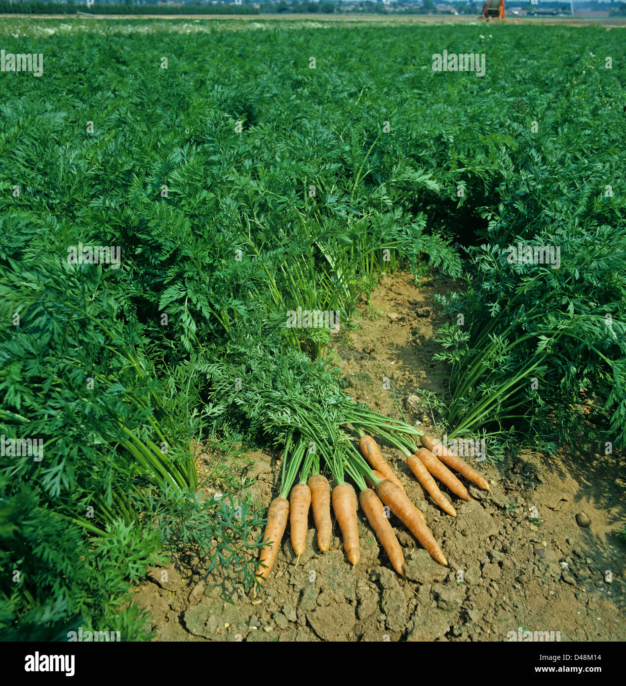 Geernteten Karotten in einem Ernte Reifen Karotte Stockfoto