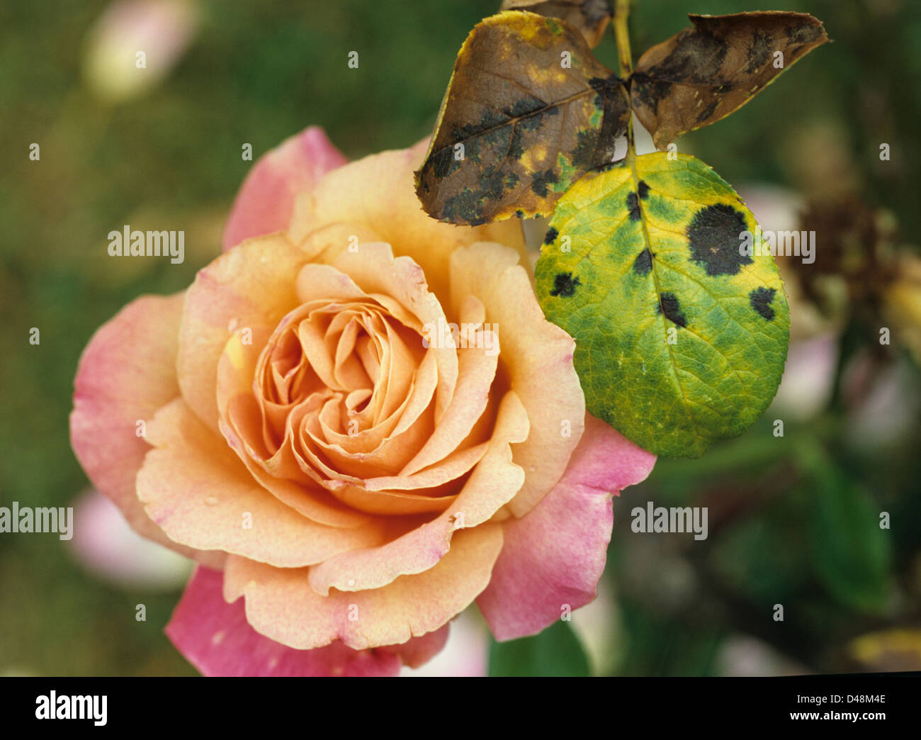 Schwarzer Fleck, Diplocarpon Rosae, eine Pilzerkrankung der Rosenblätter Stockfoto