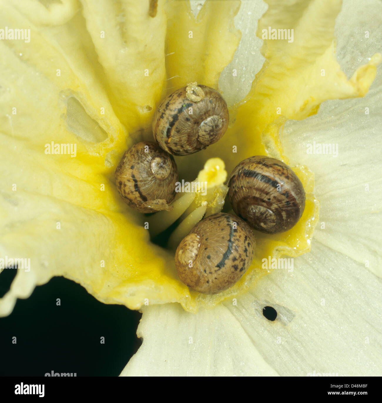 Junge garten Schnecken, Cornu aspersum, in der Mitte eines beschädigten Narzisse Blume auf einem nassen Morgen Stockfoto