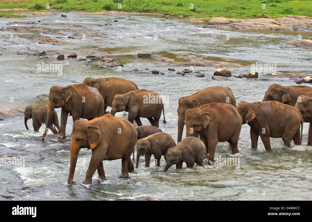 GROßE indische Elefant (Elephas Maximus Indicus) Herde mit jungen Kälber CROSSING A RIVER Stockfoto