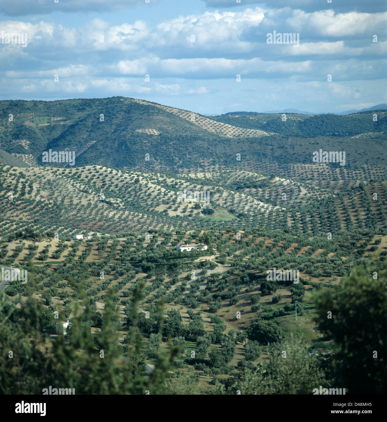 Herrliche Aussicht auf die Hügellandschaft mit Zeilen Oliven-Bäumen in Ackerland in Andalusien, Spanien Stockfoto