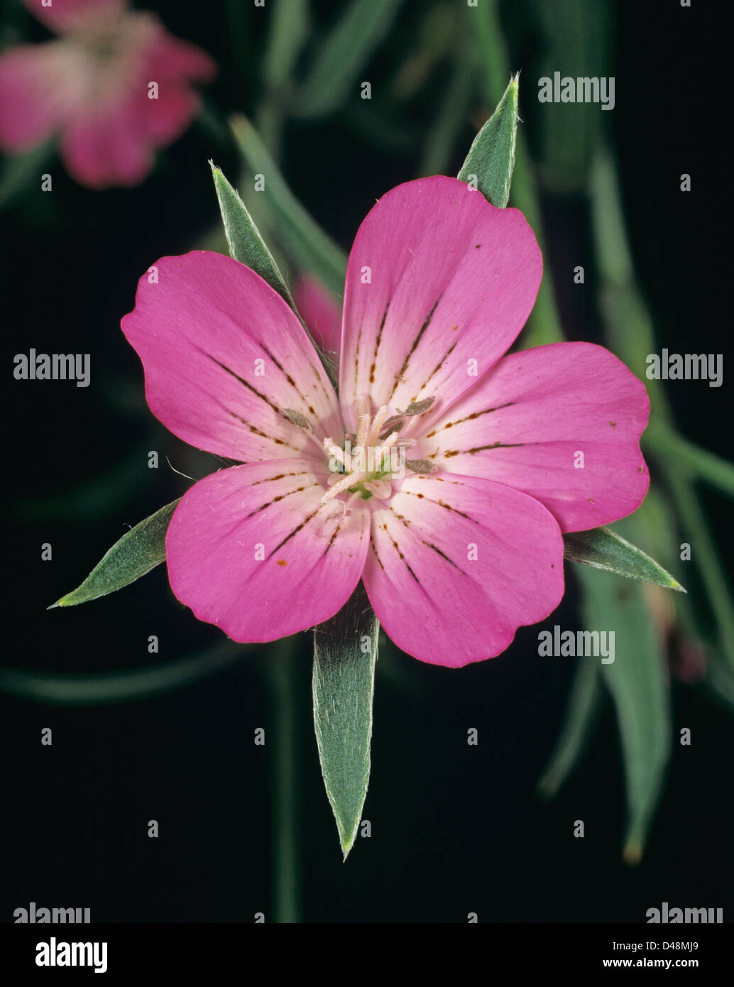 Ein Corncockle, Agrostemma umbellatum Blume eine ungewöhnliche und attraktive Ackerland Feld Maispflanze Stockfoto