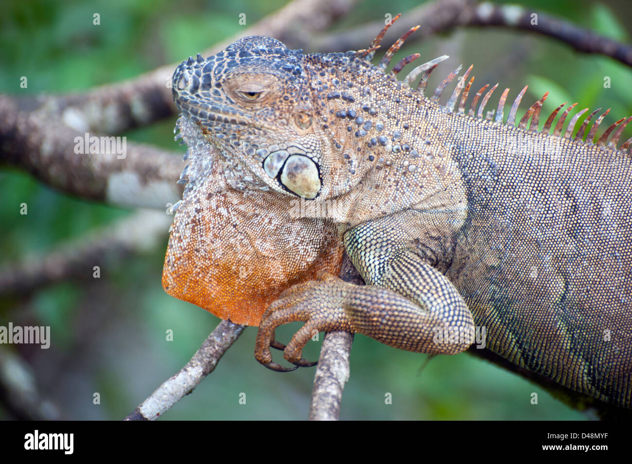 Leguan, eine Gattung von pflanzenfressenden Echsen, abgeleitet aus dem spanischen Formular von der ursprünglichen Taino Name für die Spezies, Iwana. Stockfoto