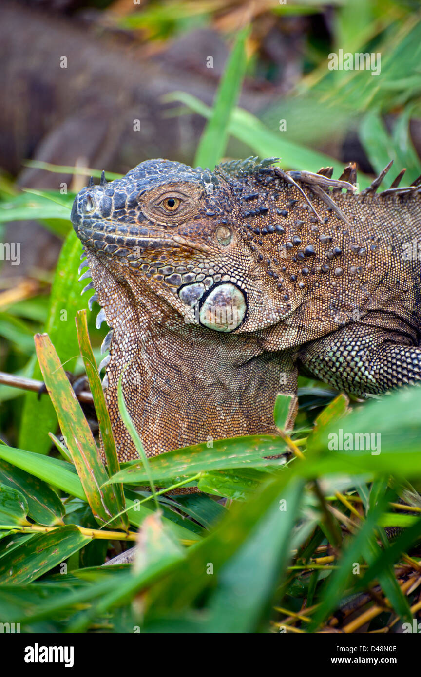 Leguan, eine Gattung von pflanzenfressenden Echsen, abgeleitet aus dem spanischen Formular von der ursprünglichen Taino Name für die Spezies, Iwana. Stockfoto