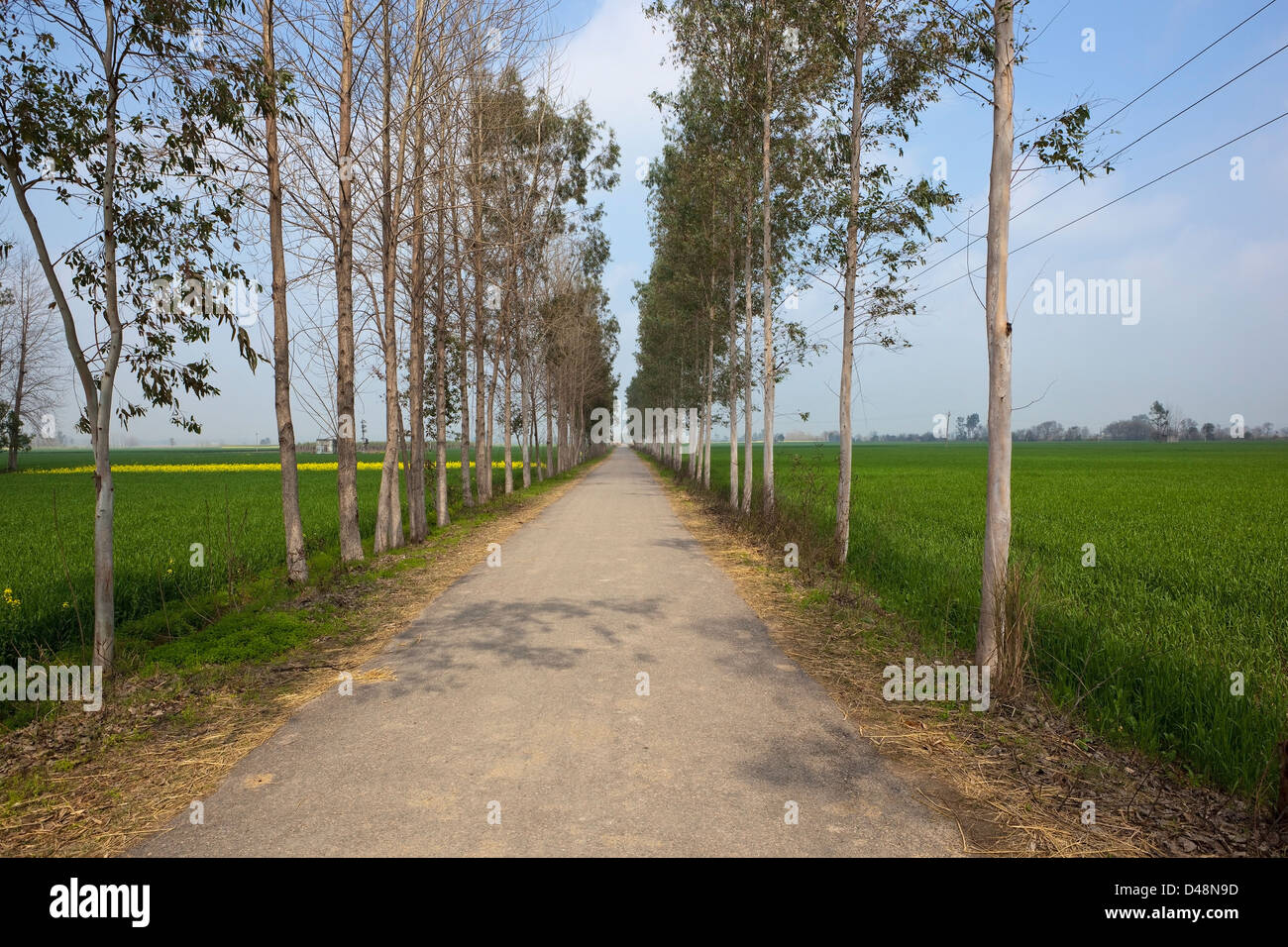 Ein Eukalyptus-Bäumen gesäumten Landstraße durch die landwirtschaftlichen Felder des indischen Bundesstaates Punjab. Stockfoto