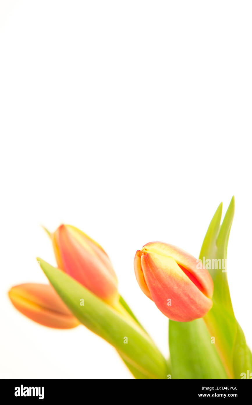 Rosa und gelb gefärbten Tulpen auf weißem Hintergrund Stockfoto