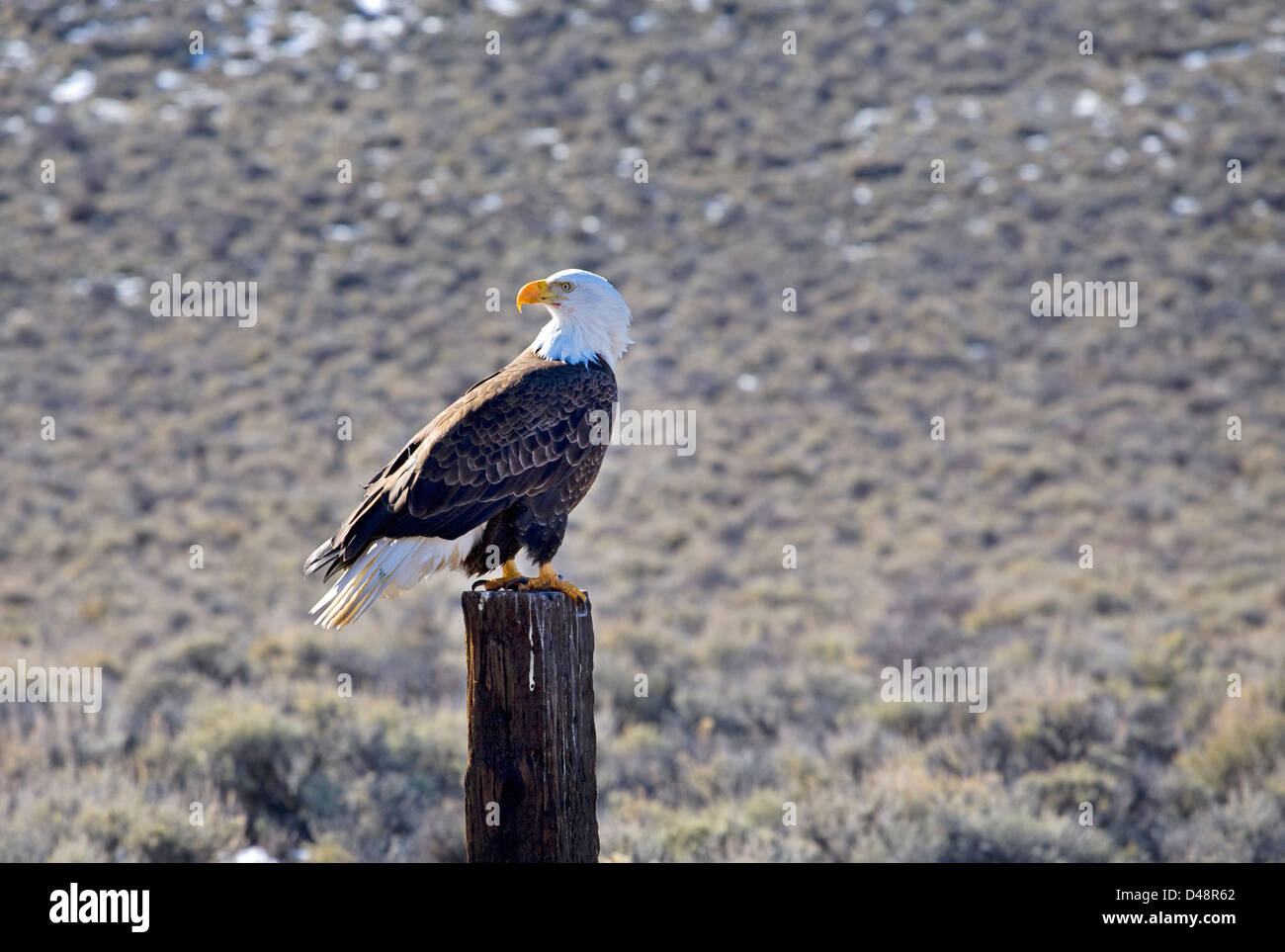 Ein Adler auf einem Zaunpfahl in Zentral-Oregon in der Nähe der Stadt von Silver Lake. Stockfoto