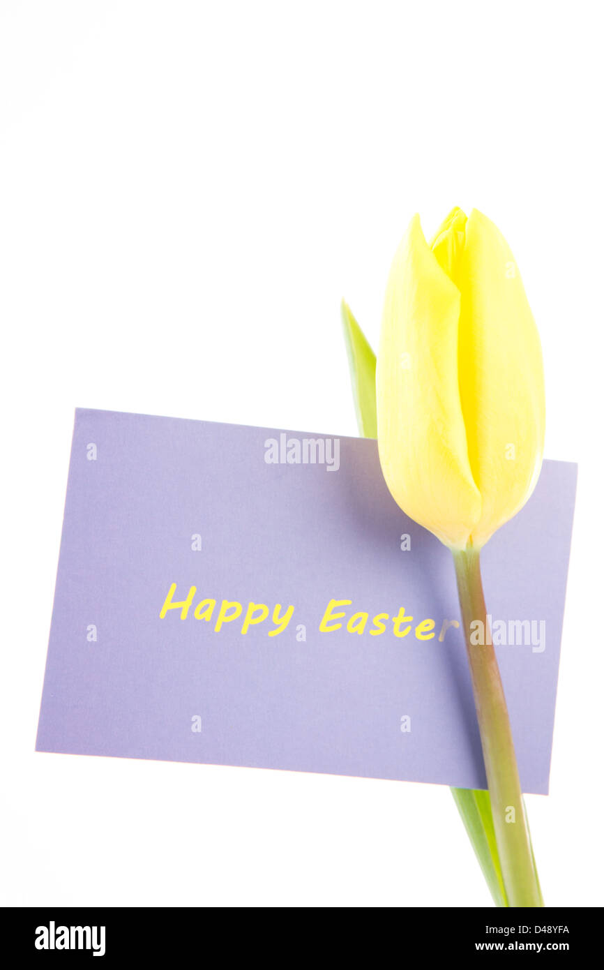 Gelbe Tulpe mit einer lila glücklich Osterkarte auf weißem Hintergrund Stockfoto