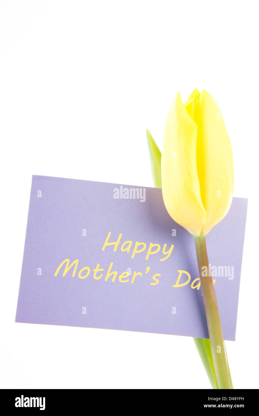 Gelbe Tulpe mit einer lila glücklichen Mütter-Tageskarte auf weißem Hintergrund Stockfoto