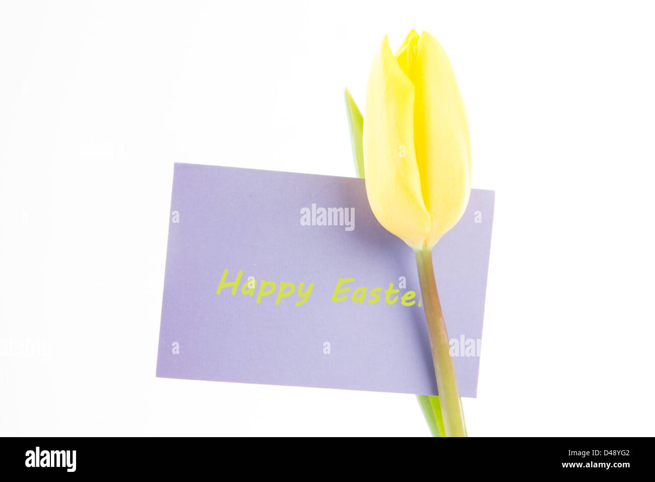 Schöne gelbe Tulpe mit einer lila glücklich Osterkarte auf weißem Hintergrund Stockfoto