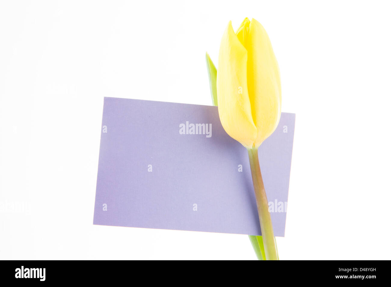 Gelbe Tulpe mit einer lila und leere Karte auf weißem Hintergrund Stockfoto