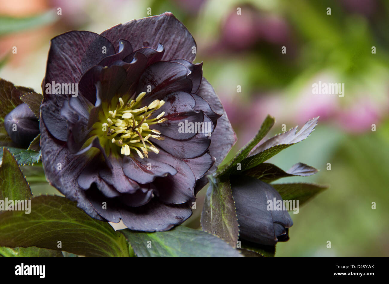 Schwarze Nieswurz Stockfotos Und Bilder Kaufen Alamy