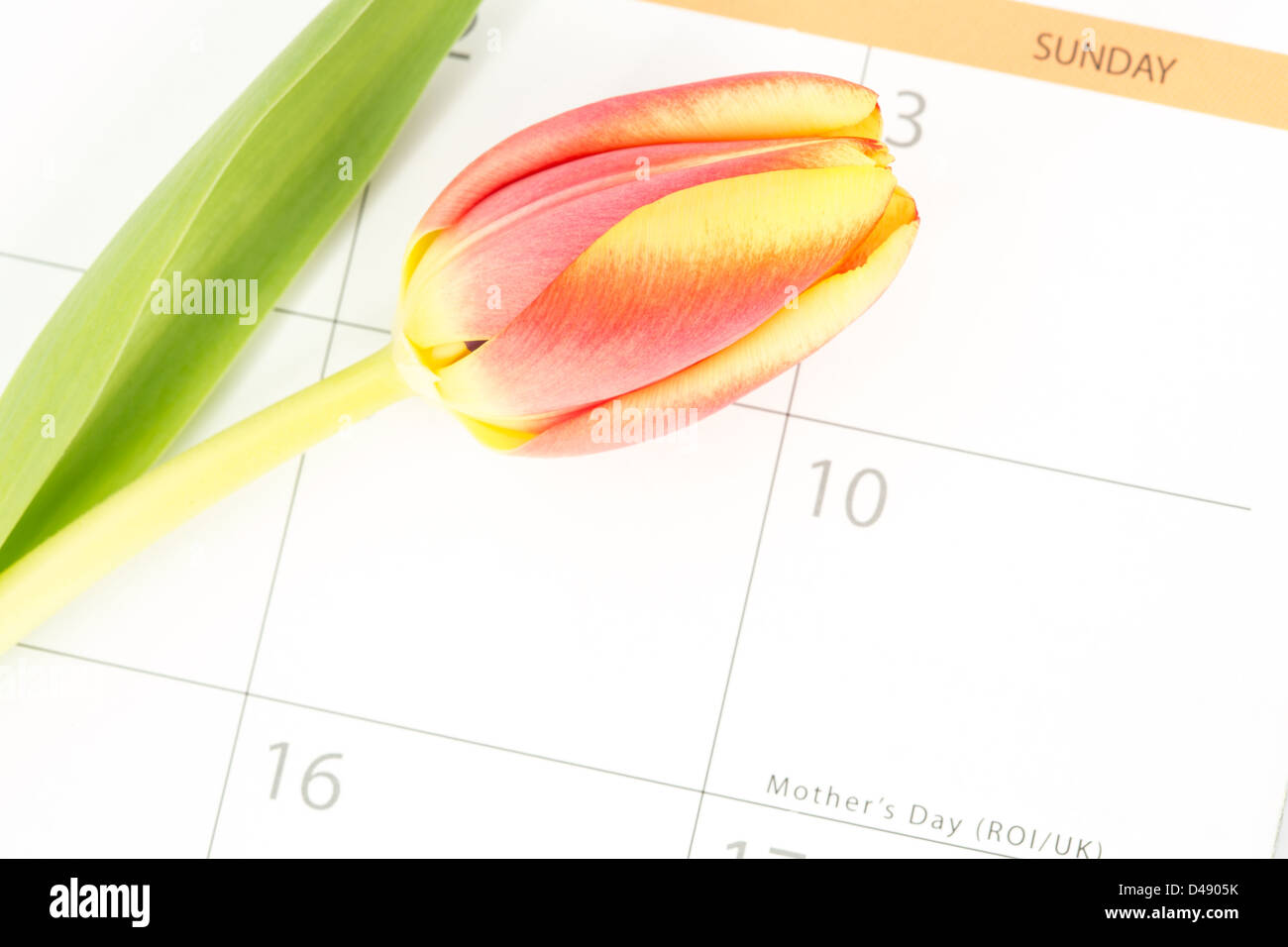Nahaufnahme einer schönen Tulpe in einem Kalender markieren Muttertag Stockfoto