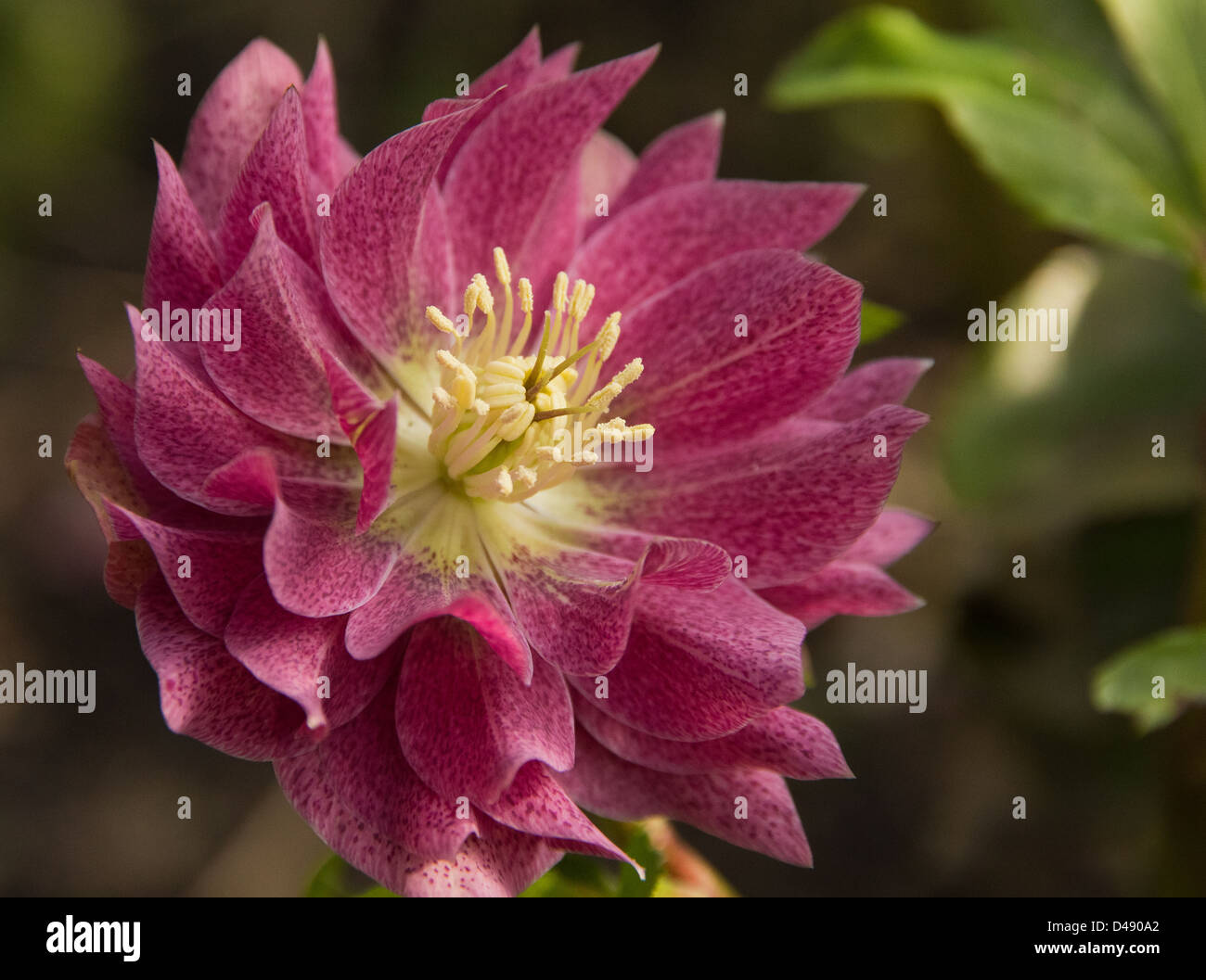 Hillibore Blume Stockfoto
