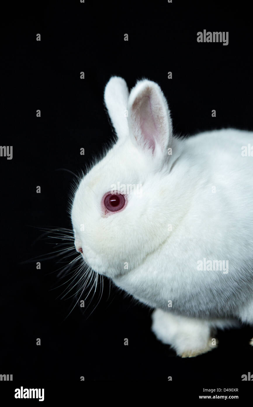 Vienna weiße Kaninchen mit Albinismus Stockfoto