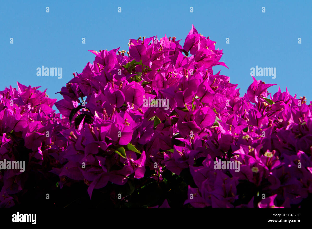 Ein Azalea Blütenstrauch in Rancho Mirage, Kalifornien, USA im Januar Stockfoto