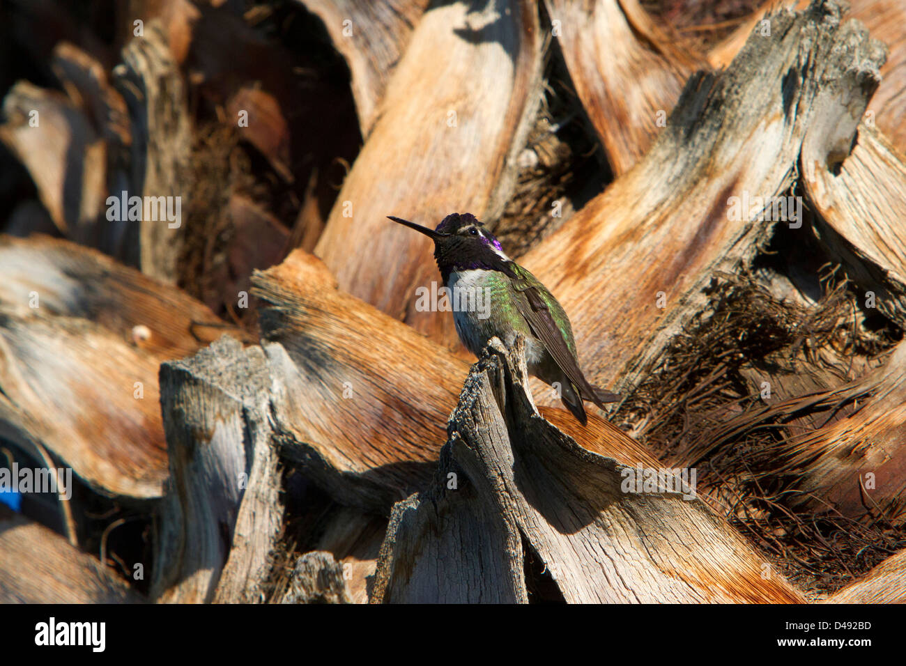 Costas Kolibri (Calypte besteht) thront in einer Palme in Rancho Mirage, Kalifornien, USA im Januar Stockfoto