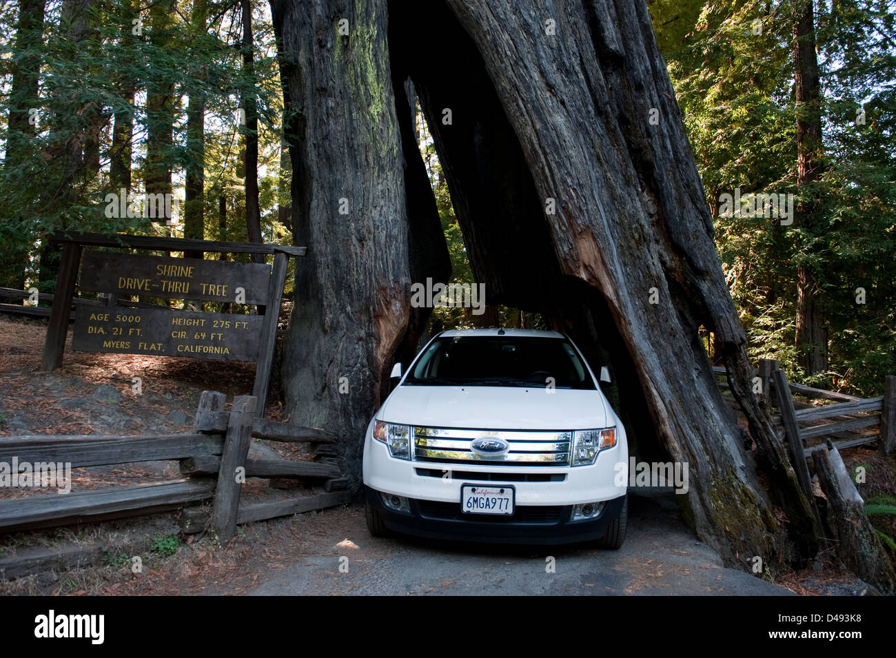 Myers Flat, Vereinigte Staaten, Drive-in-Baum im Humboldt Redwoods State Park Stockfoto