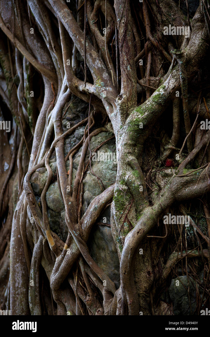 Eine Komplexbildung der Wurzeln auf einem Baum neben der Küste von Big Island, Hawaii, USA Stockfoto